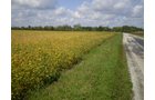 Property photo 39 - 75+/- Acres in 9 Tracts